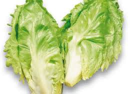 SCAROLA CORNETTO DI BORDEAUX GR.50